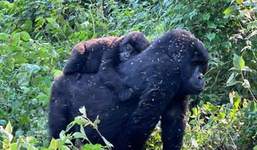 Gorilla carrying a baby gorilla in the forest