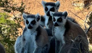 Group of lemurs sitting together in a rocky setting.