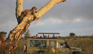 Leopard in a tree with tourists in an off-road vehicle observing.