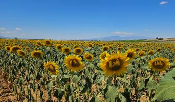 Field of sunflowers under a clear blue sky.