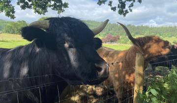 Highland cows in a pasture with forest in background.