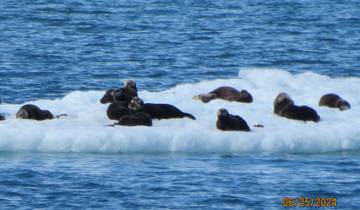 Sea lions resting on ice floe in ocean waters.