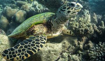 Underwater view of a turtle with coral reefs.