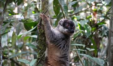 Lemur clinging to a tree in dense jungle foliage.