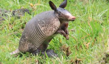 Armadillo standing in a grassy field.