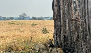Lions resting under a tree in a savannah landscape.