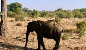 Elephant walking through a dry landscape.