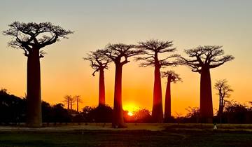 Baobab trees silhouetted against a sunset.