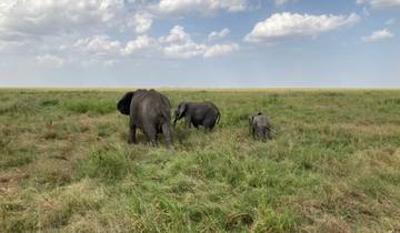 Elephants walking across a grassy plain.