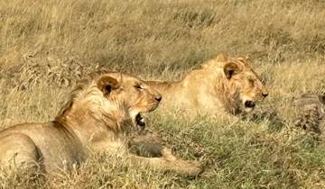 Two lions resting in the savannah grass.