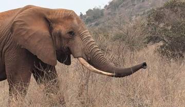 Elephant in a dry grassland setting.