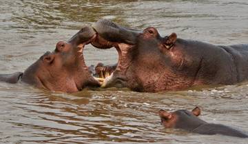 Two hippopotamuses playfully interacting in water