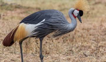 Close-up of a crowned crane.