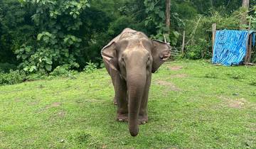Elephant standing on grass with trees in the background.