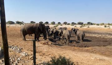 Elephants gathered at a waterhole with lodges in the background.