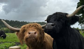 Two cows standing in a grassy field.