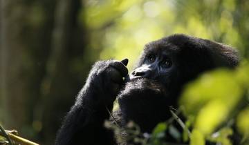 Close-up of a gorilla among dense green foliage.