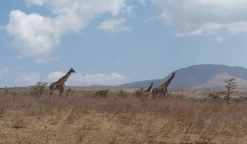 Giraffes walking in a dry savannah with a mountain in the background.