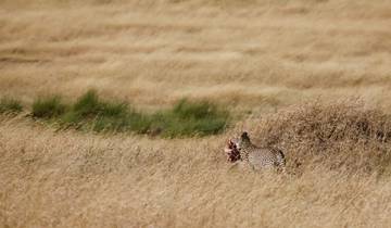 Cheetah with prey in a grassy savannah.