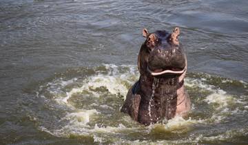 Hippo surfacing in water.