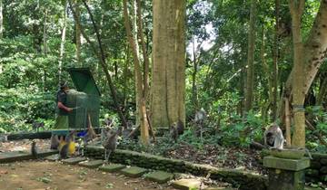 Monkeys in a lush green forest being observed by a person.