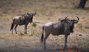 Wildebeests standing in a dry savanna.