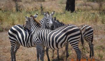 Cluster of zebras in a grassy savanna.