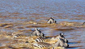 Zebras swimming across a muddy river.