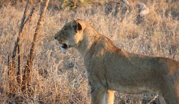 Lioness in a dry grassy landscape.