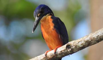 Close-up of a colorful kingfisher on a branch.