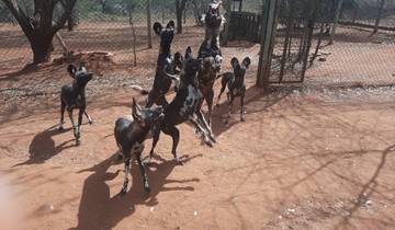 Pack of African wild dogs behind a fence in a park setting.