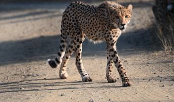 A cheetah walking on a dirt road.