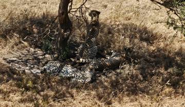 Cheetahs resting in the shade of a tree.