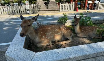 Two deer resting in a park area.
