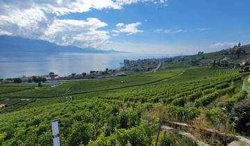 Vineyards by the lake with distant mountains.