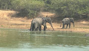Herd of elephants drinking by a water source.