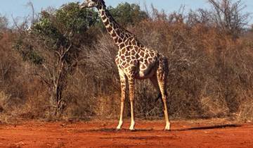 Giraffe standing in a dry landscape.