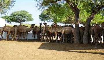Camels standing under trees in a sandy area.