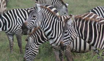 A close-up view of zebras grazing on grass in a field.