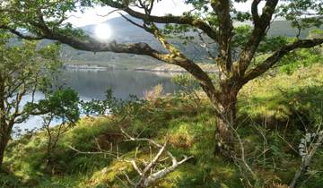 A serene lake view with a tree in the foreground.