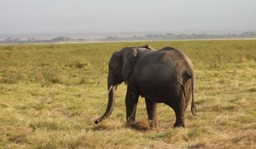 Elephant walking through grasslands.