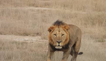 Lion walking through dry grass.