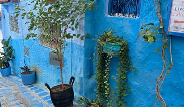 Vividly painted blue walls of a building with greenery.