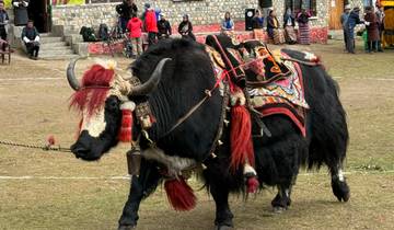 Elaborately dressed yak during a cultural celebration.