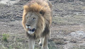 A majestic lion staring intently at the camera.