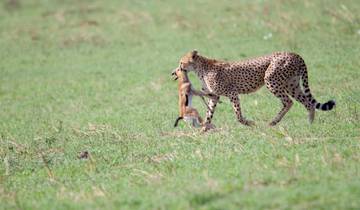 Cheetah carrying cub in the grasslands.
