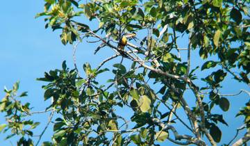 Toucan perched on a tree branch with green leaves.