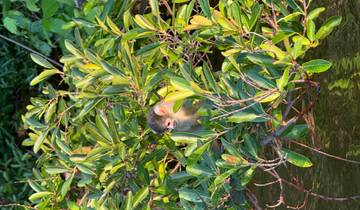 A monkey peeking through dense foliage.