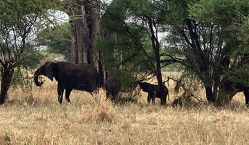 Elephants grazing under the shade of trees in a field.