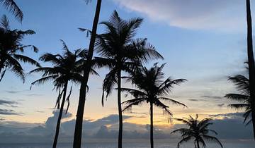 Silhouette of palm trees against a vibrant sunset sky.